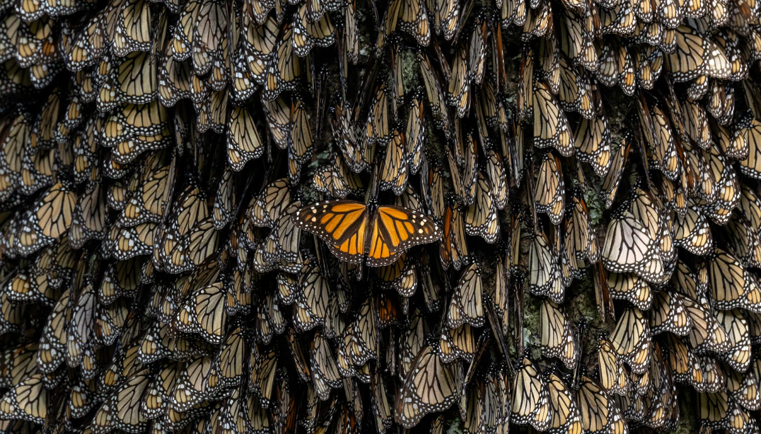 CVFX | Flight of the Butterflies